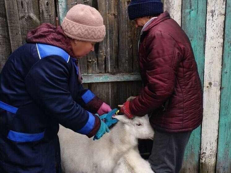 В Чувашии продолжается маркирование сельскохозяйственных животных