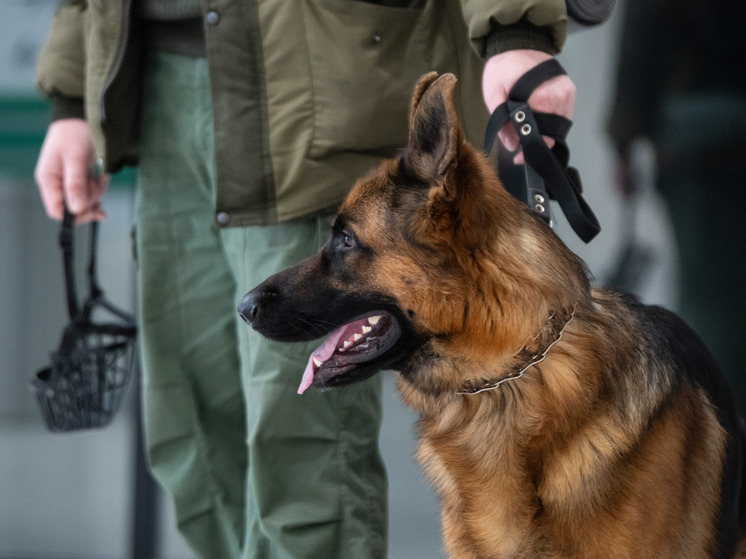 Кубанские школы эвакуируют из-за сообщений о минировании