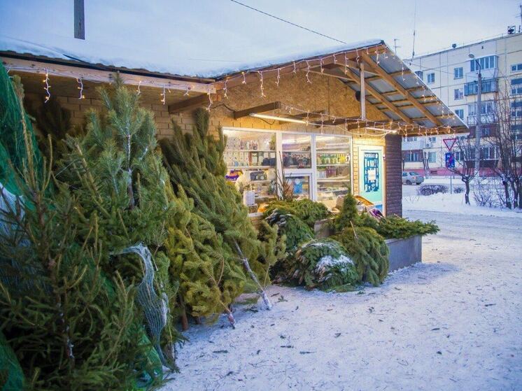 Больше 3000 тысяч елок изъяли полицейские с начала предновогодней торговли