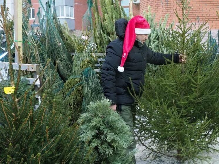 Администрация Владимира разрешила елочные базары на 7 улицах города