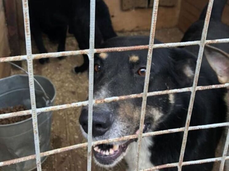 Из приюта «Забытые сердца» вывезли десятки животных, живших в ужасных условиях