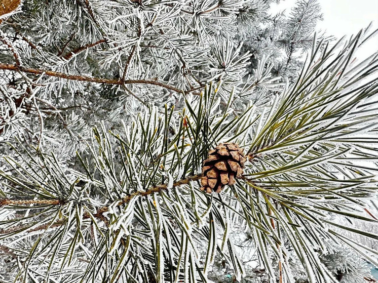 Температура в Ермишинском районе понизилась до -33 °C