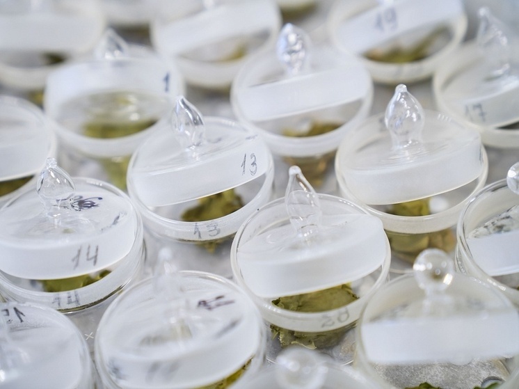 В Сочи вывели новые холодоустойчивые генотипы чая