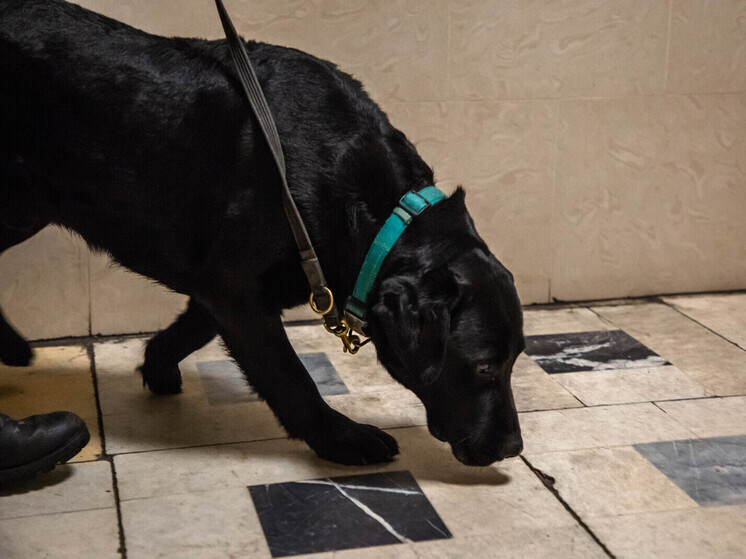 Волонтеры рассказали о необычных поисках тверитянина