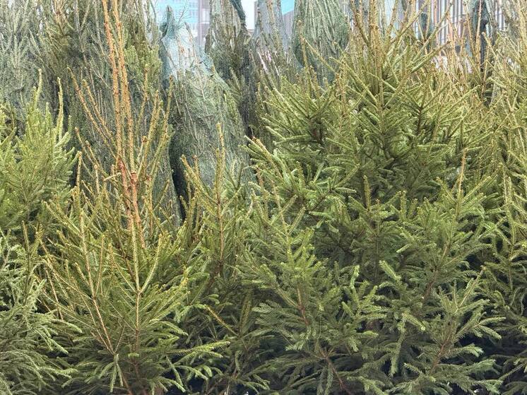 Жителей Зеленоградска попросили не выкидывать елки из окна