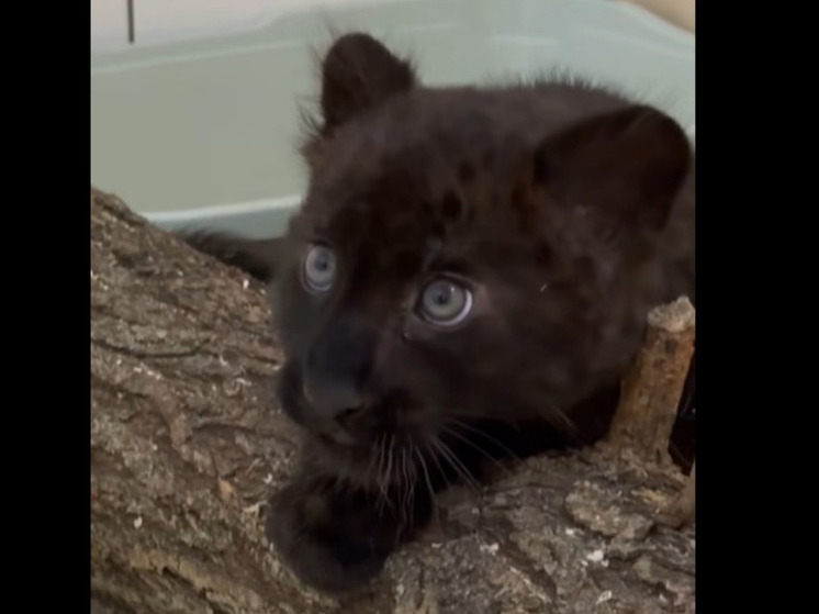 Пантере из Белгородского зоопарка выбрали имя
