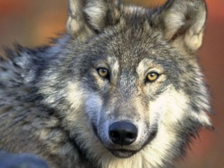 Финские оленеводы обвинили в гибели оленей российских волков