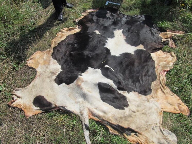 В Брянской области мужчина украл и забил корову