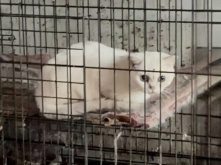 Волонтеры донецких приютов для животных «4 лапки» и «ПИФ» провели операцию по спасению нескольких собак и кошек, оставшихся в живых после массовой гибели в ростовском приюте «Забытые сердца»