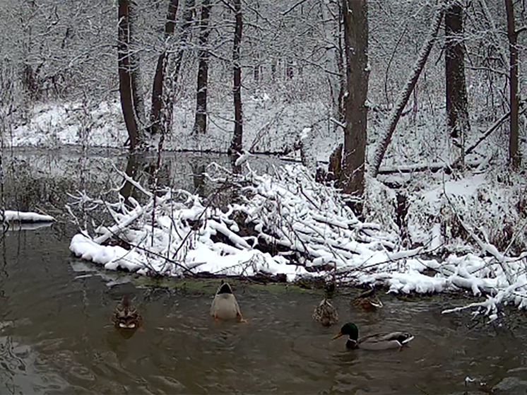 Утки в «Калужских засеках» попались на водных процедурах