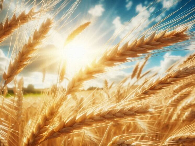 В Орловской области пресекли оборот 74 тысяч тонн зерна