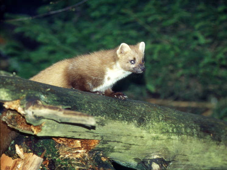 Вымершее 200 лет назад животное заметили в США