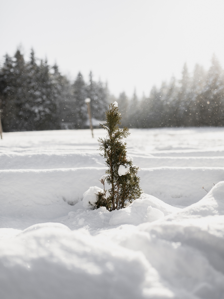 25 декабря в Брянской области синоптики обещают снег