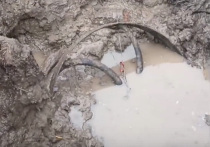 Уникальным экспонатом пополнился краеведческий музей в Одинцовском городском округе