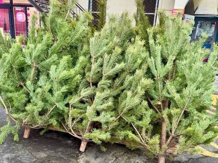 В Сочи в ходе «ёлочных рейдов» составлены первые протоколы за нелегальную торговлю