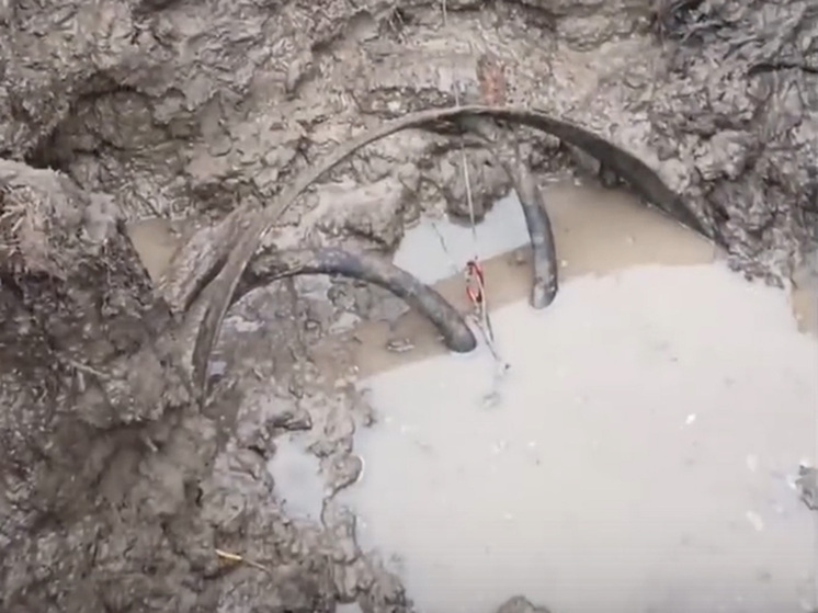 Уникальным экспонатом пополнился краеведческий музей в Одинцовском городском округе