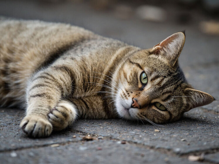 Ярославцу заплатят компенсацию за смерть кота