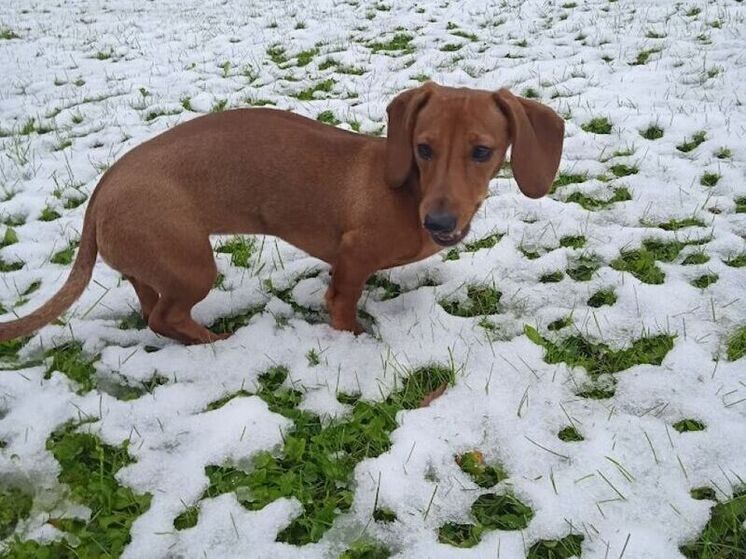 Ученые определили, что в мире больше нет классических четырех времен года
