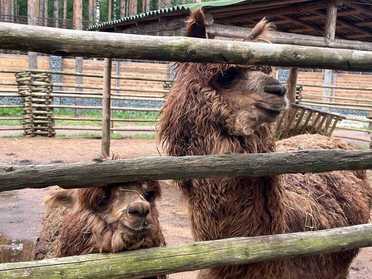 Парк с альпаками откроют в Гурьевске
