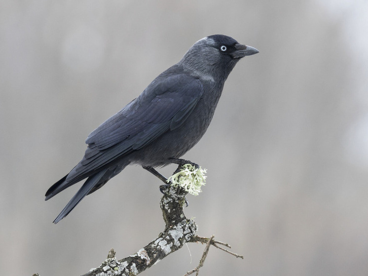 Самарским охотникам могут дать вознаграждение за отстрел лис и серых ворон