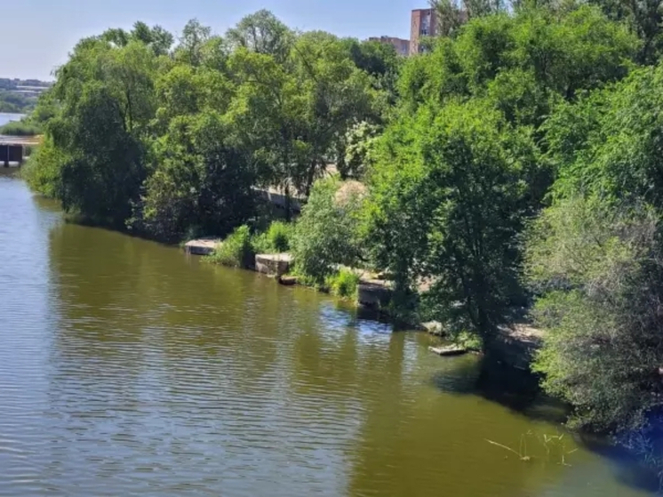 В будущем парке «Дружба» в Ростове могут возникнуть проблемы с новыми деревьями