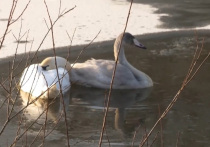Жители Сергиево-Посадского округа бьют тревогу: пара лебедей не смогла улететь на юг и осталась один на один с наступающими заморозками