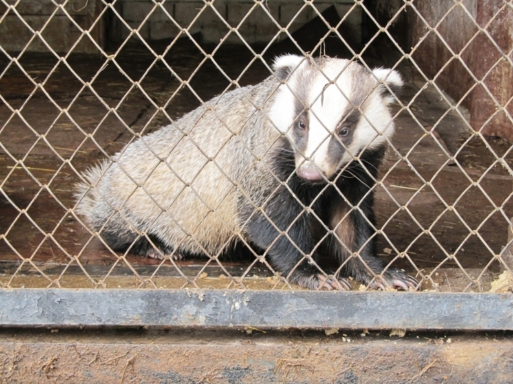 Дикие животные покусали более 200 саратовцев