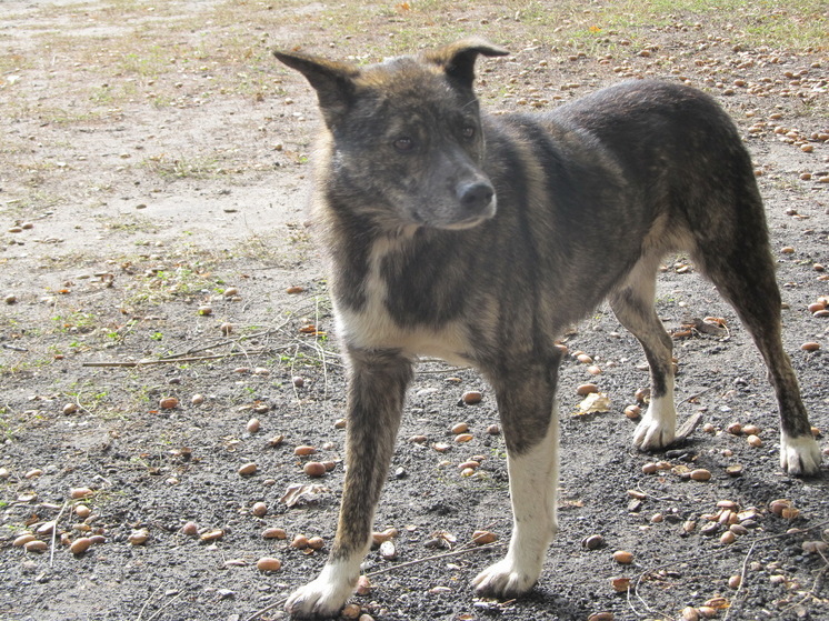 Собаки покусали более 3,5 тысяч саратовцев