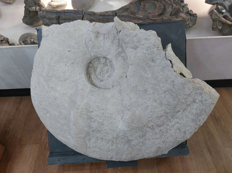 Гигантский аммонит из Самарской области передали в музей Ульяновска