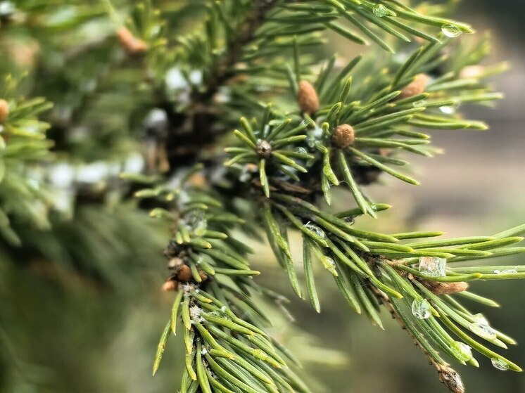 Калининградцев попросили относить елки после Нового года в специальные места