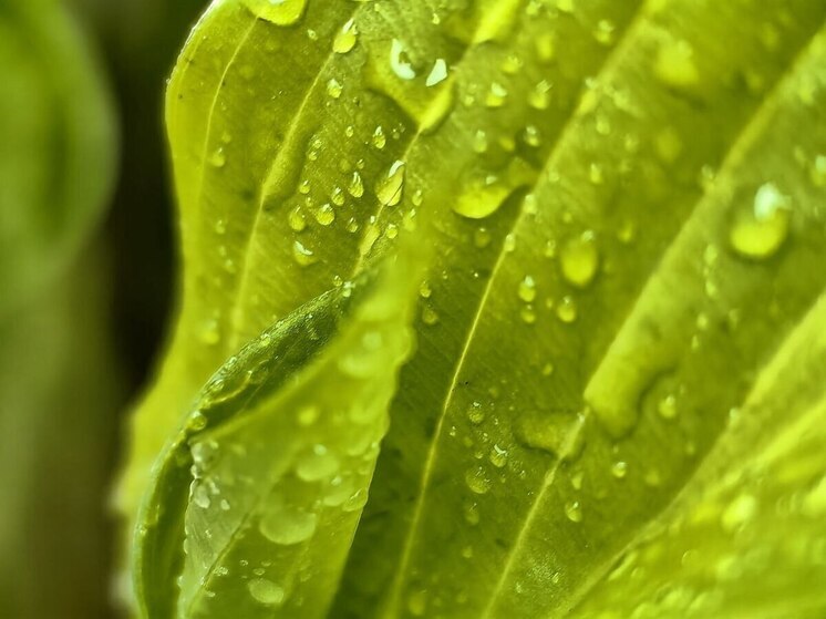 В Петербурге растет популярность украшений с живыми растениями