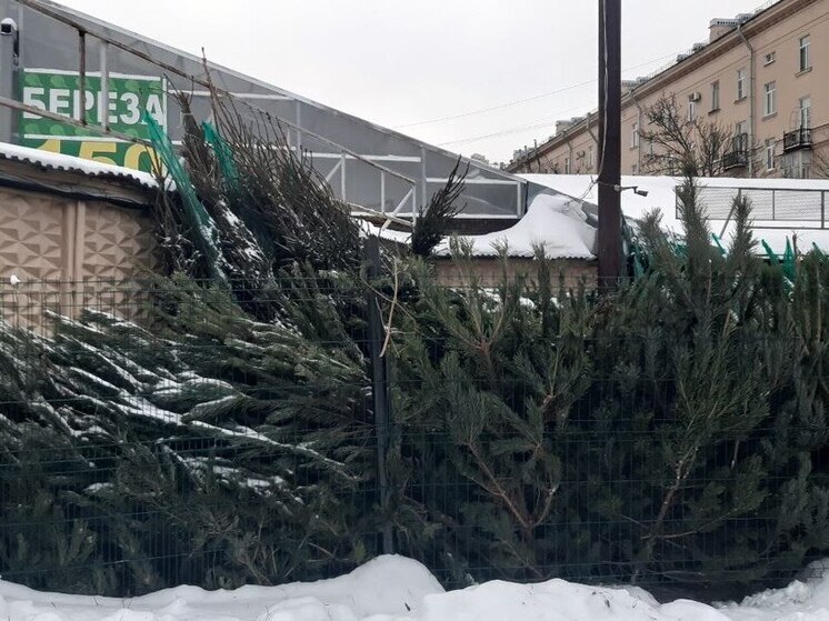 Петербуржцы заметили на живых елках неизвестных жучков