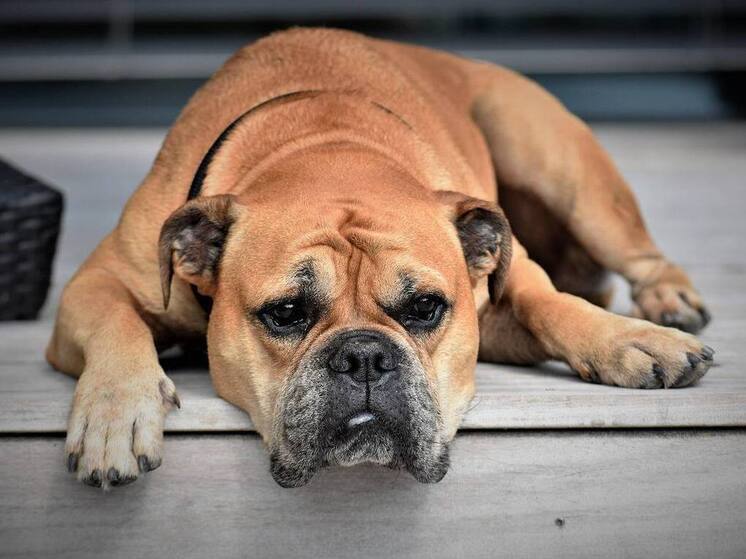 В Махачкале за год отловили 257 собак из запланированных 456