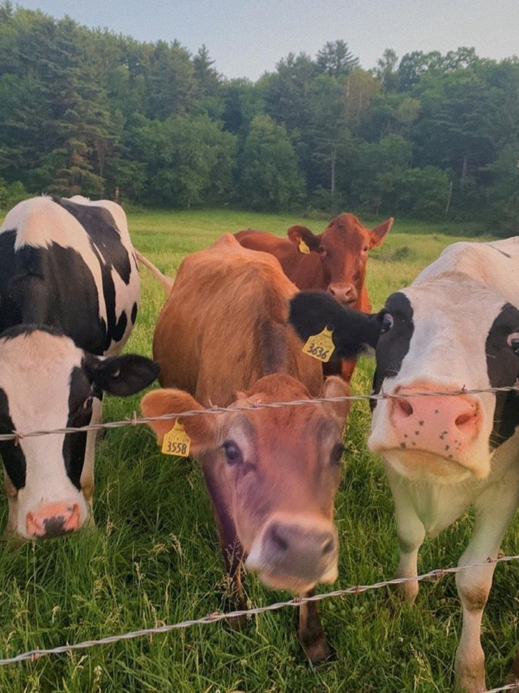 В Махачкале за год поймали 78 лошадей и 94 коров и быков