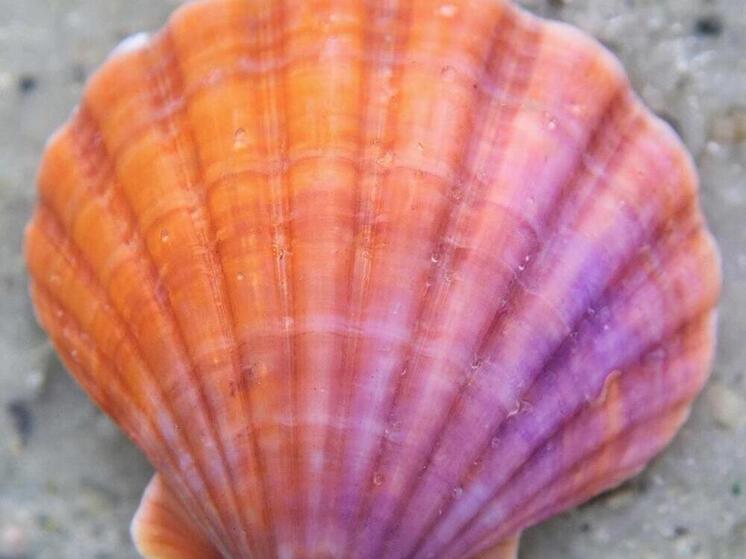 Более 5 тонн сахалинского гребешка проверили специалисты