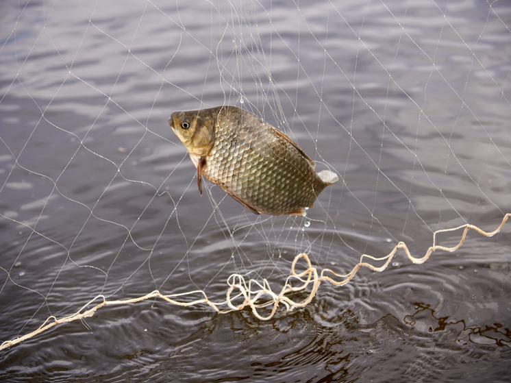 Новосибирская рыба экспортирована в Китай под контролем Россельхознадзора