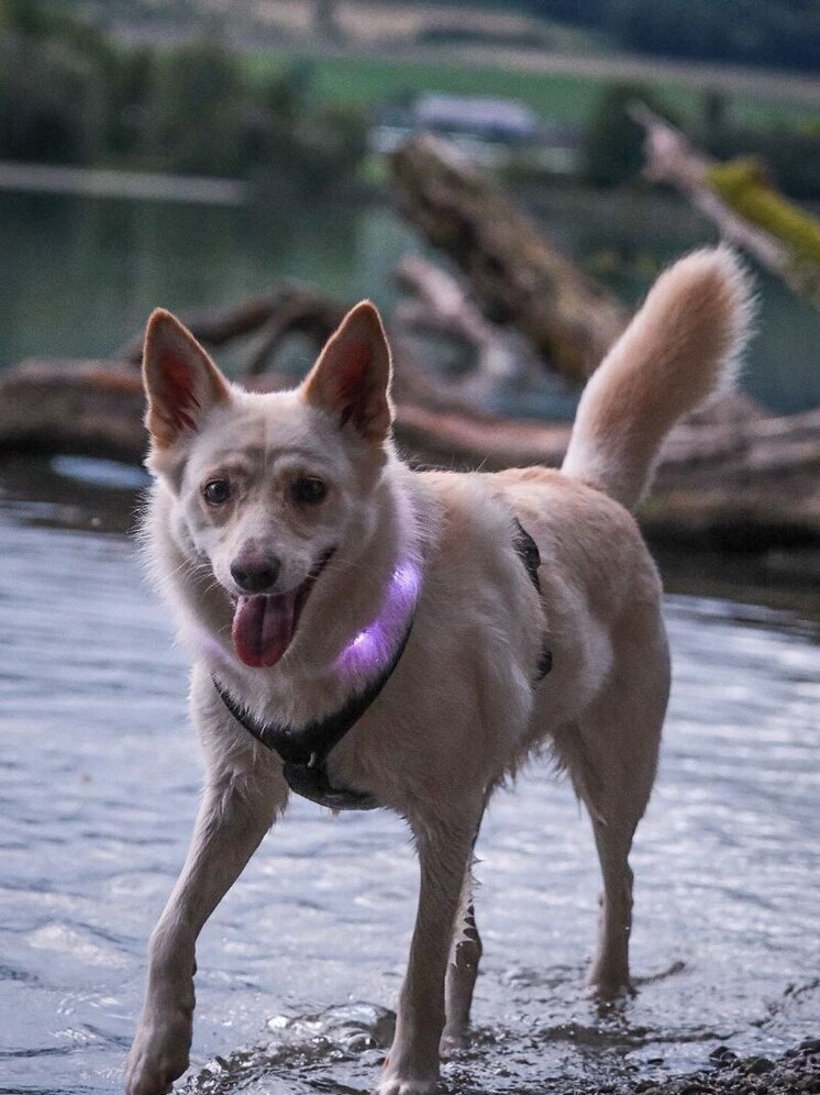  В Бурятии фонд предлагает учить в школах предмет по домашним животным