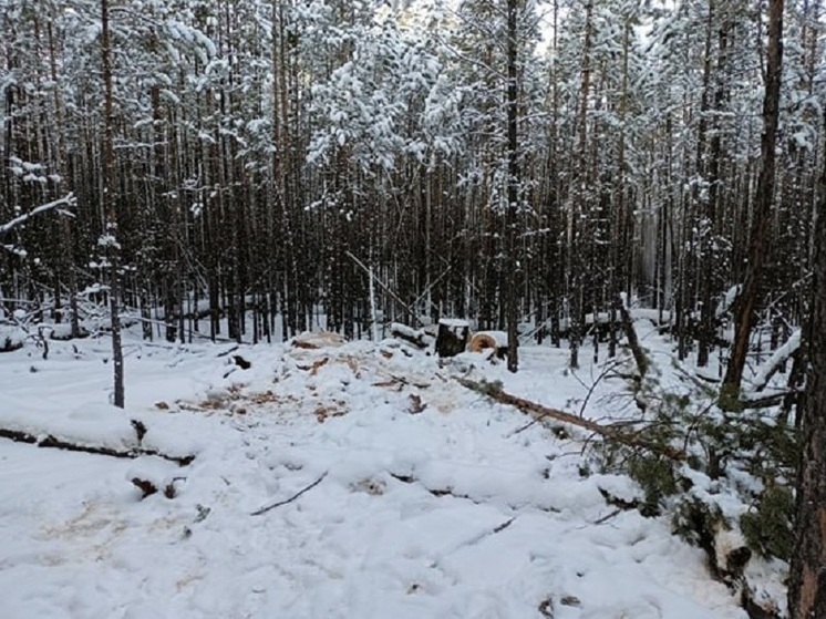 Жителя Бурятии обвиняют в незаконной рубке леса в особо крупном размере