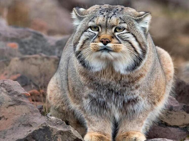 Ученые Бурятии получили новые фотоловушки для изучения манула в Тугнуйском заказнике