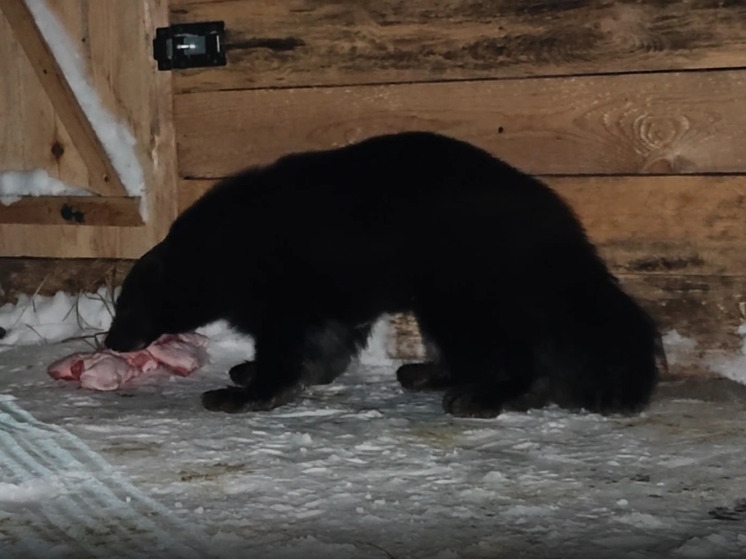 В барнаульский зоопарк на ПМЖ прибыл краснокнижный хищник
