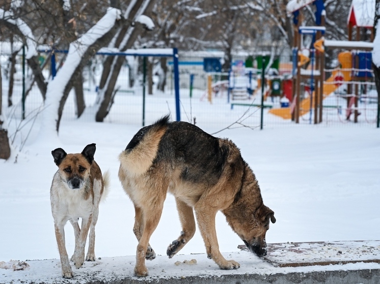 С властей Аргаяшского района требуют компенсацию для укушенного собакой мальчика