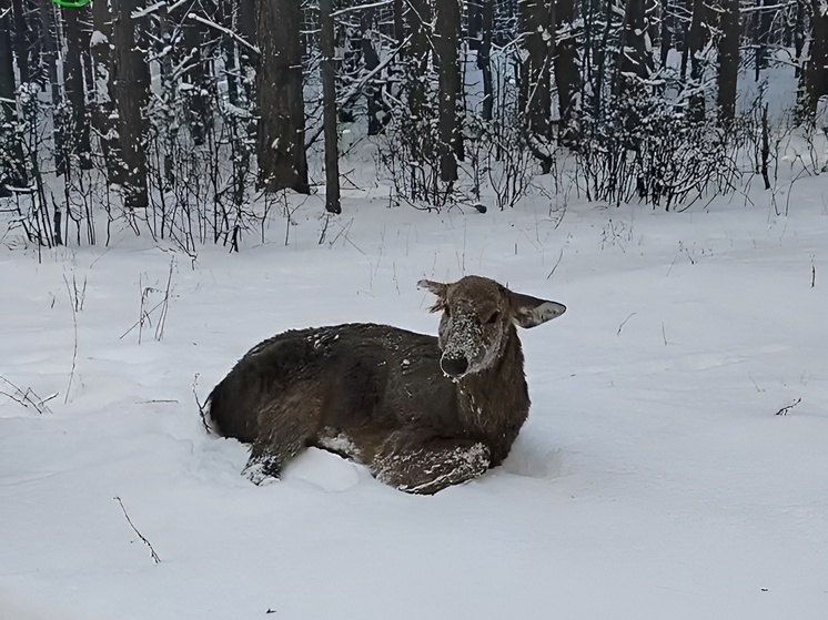 Жительница Пензенской области помогла спасти редкое краснокнижное животное