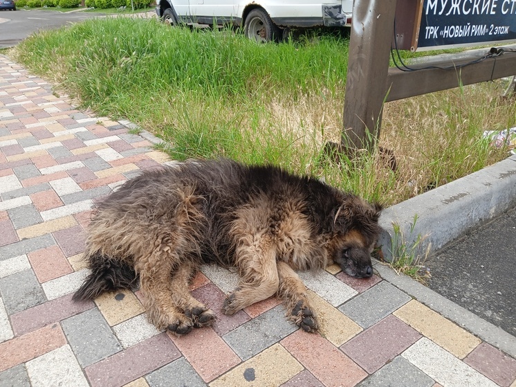 Бастрыкин потребовал разобраться с нападением бездомных собак в Заполярье