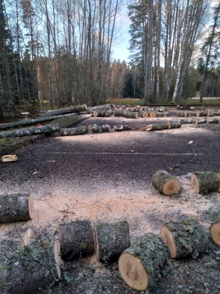 В Пушкинском заповеднике провели санитарные рубки из-за угрозы падения старых берёз