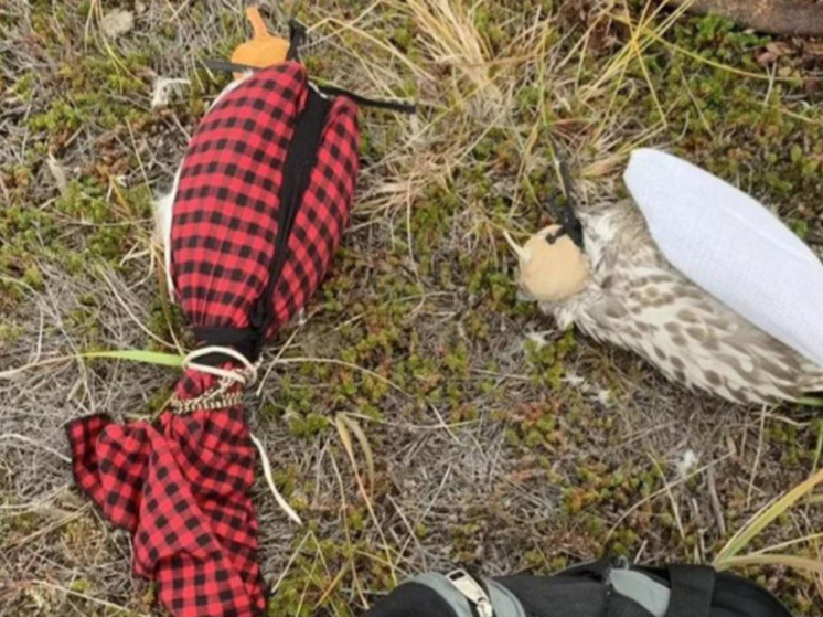 Жителей Чукотки будут судить за отлов краснокнижных кречетов на Камчатке