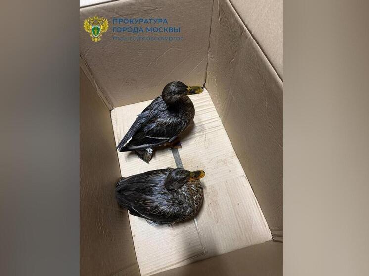 В Москве при загрязнении реки Яуза пострадали утки