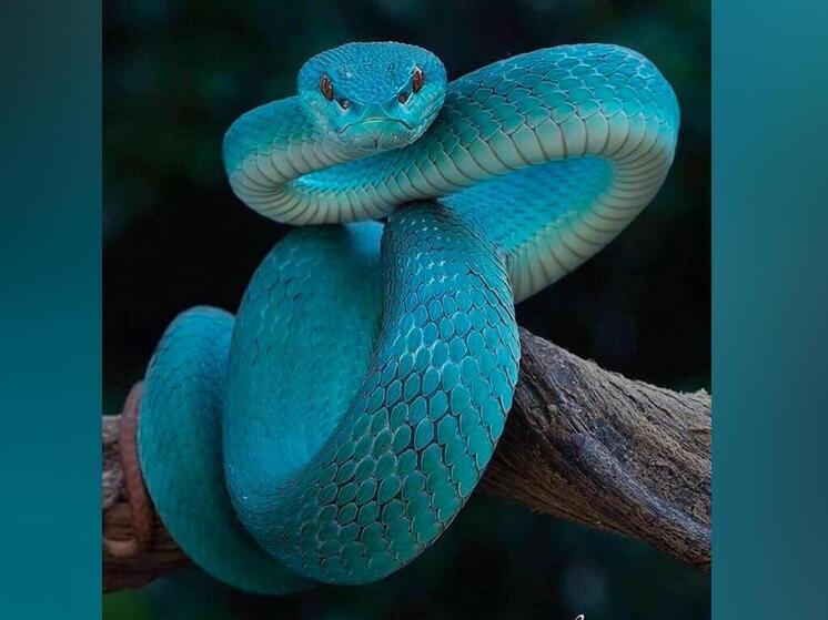 В Москве ядовитая голубая куфия укусила 50-летнюю женщину