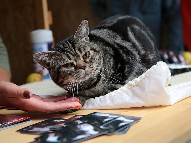 Лайфхаки для владельцев домашних животных