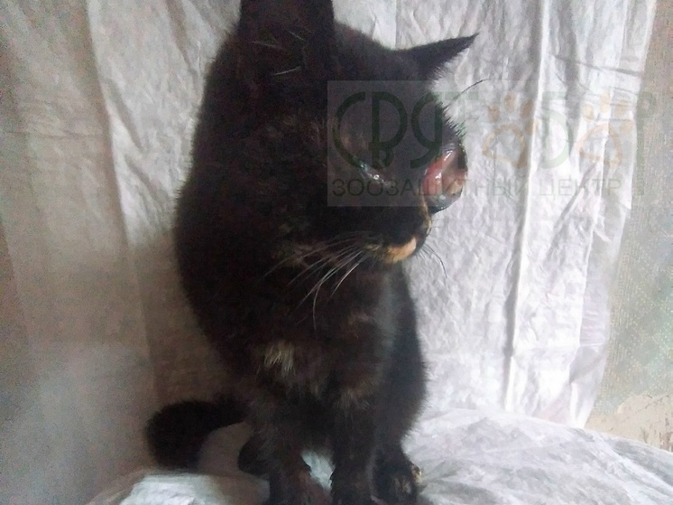 В Ростовской области кошке с лопнувшим глазом нужна дорогостоящая операция