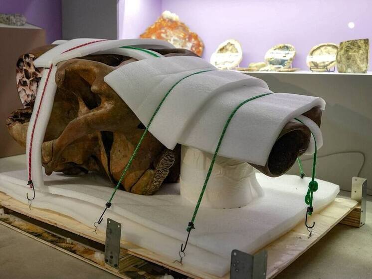 Отреставрированного мамонта Тадибе вернули из Ленобласти в Салехард